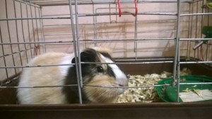 Две морские свинки - 12400445_940774399363442_3246623397098838066_n.jpg