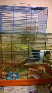 Две морские свинки - 12494827_940774316030117_2170273787808062030_n.jpg