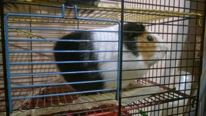 Две морские свинки - 12524034_940774349363447_5951026116862391696_n.jpg