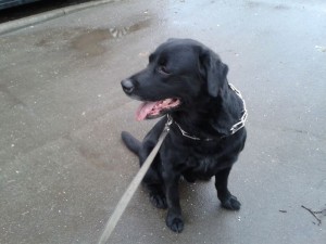 Москва и МО Взрослый Лабрадор ищет новый дом  - 1.jpg