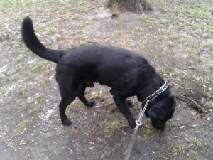 Москва и МО Взрослый Лабрадор ищет новый дом  - 4.jpg