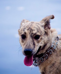 Москва и МО Красавица-девица Тигра в поиске дома  - 2_Тигра.jpg