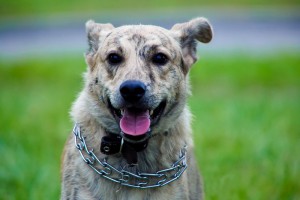 Москва и МО Красавица-девица Тигра в поиске дома  - 3_Тигра.jpg