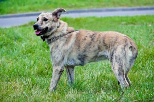 Москва и МО Красавица-девица Тигра в поиске дома  - 4_Тигра.jpg