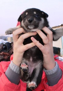 Метис Алабая - 11228509_835405769918368_3862922889056673392_n.jpg