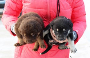 Метис Алабая - 12489373_835405836585028_8031428201244701067_o.jpg