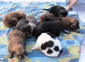 Метис Алабая - 12491802_835405626585049_6614411336076237016_o.jpg