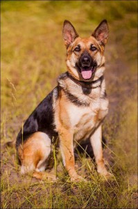 Москва и МО Взрослая Немецкая овчарка-девочка ищет дом - 1.jpg