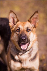 Москва и МО Взрослая Немецкая овчарка-девочка ищет дом - 2.jpg