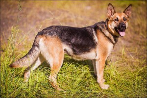 Москва и МО Взрослая Немецкая овчарка-девочка ищет дом - 3.jpg