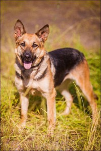 Москва и МО Взрослая Немецкая овчарка-девочка ищет дом - 4.jpg