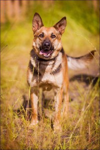 Москва и МО Взрослая Немецкая овчарка-девочка ищет дом - 5.jpg