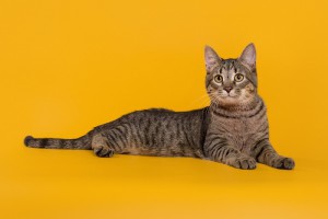 Знакомьтесь, котик Барсик В дар  - 1450.jpg