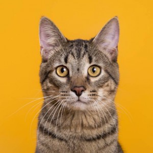 Знакомьтесь, котик Барсик В дар  - 1419.jpg