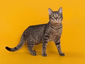 Знакомьтесь, котик Барсик В дар  - 1366.jpg