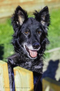 Москва и МО Летти ищем дом  - 1.jpeg