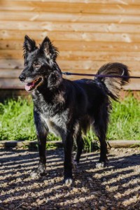 Москва и МО Летти ищем дом  - 4.jpeg