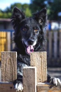 Москва и МО Летти ищем дом  - 5.jpeg