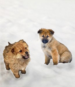 В дар очаровательные щеночки-карапузики - Двое на снегу.jpg