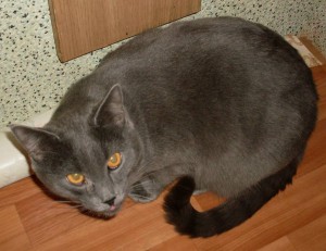 Кошки в добрые руки бесплатно  - cat 1.jpg