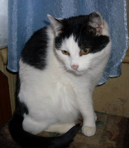 Кошки в добрые руки бесплатно  - cat 2.jpg