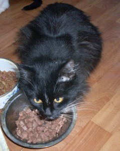 Кошки в добрые руки бесплатно  - cat 3.jpg