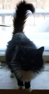 Кошки в добрые руки бесплатно  - cat 4.jpg