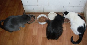 Кошки в добрые руки бесплатно  - cats all.jpg