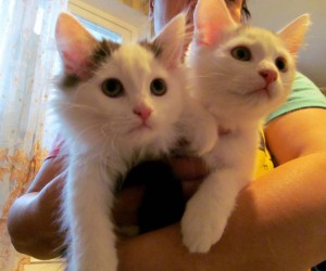 Отдам котят в добрые руки - IMG_2213.JPG