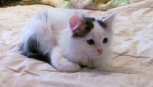 Отдам котят в добрые руки - IMG_2216.JPG