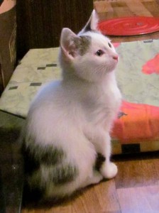 Отдам котят в добрые руки - IMG_2218.JPG