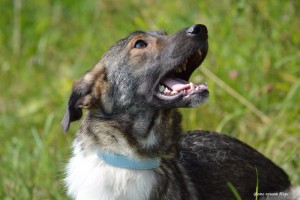 Москва и МО Молоденькая собачка Эльба в дар  - 1.jpg