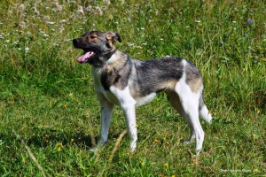 Москва и МО Молоденькая собачка Эльба в дар  - 2.jpg