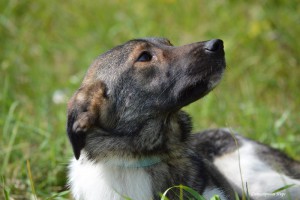 Москва и МО Молоденькая собачка Эльба в дар  - 3.jpg