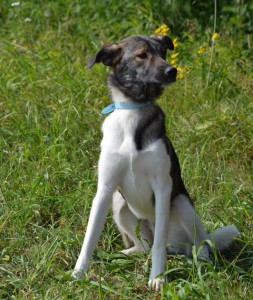 Москва и МО Молоденькая собачка Эльба в дар  - 4.jpg