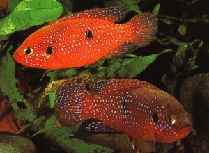 А выростут и становятся  такими)))