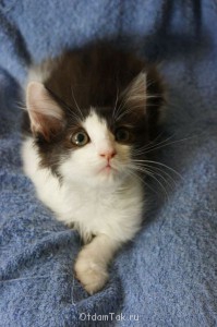 Крупный необычный котенок 2 мес в дар - Крупный_1.jpg