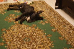 Голландец - _DSC2861.JPG