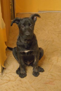 Голландец - _DSC2973.JPG