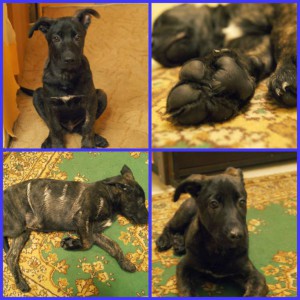 Голландец - морда.jpg