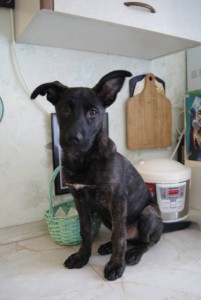 Голландец - _DSC3116.JPG