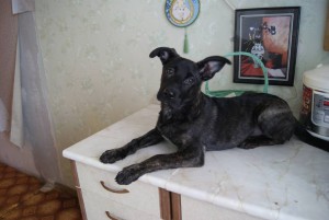 Голландец - _DSC3119.JPG