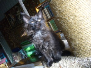 Котенок мейн кун - супер Гамма.JPG