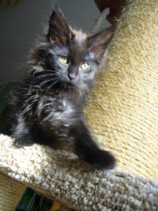 Котенок мейн кун - Гамма гуд.JPG