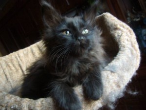 Котенок мейн кун - ничо.JPG