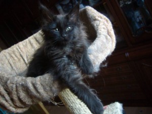 Котенок мейн кун - совсем гуд.JPG