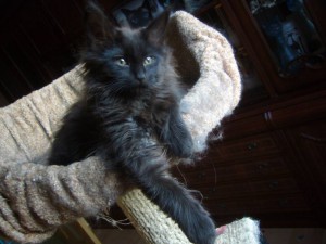 Котенок мейн кун - гуд.JPG