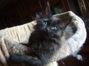 Котенок мейн кун - сяся.JPG