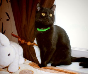 Москва и МО Миниатюрная кошечка - подросток Пантера отдается в добрые руки  - 1.jpg