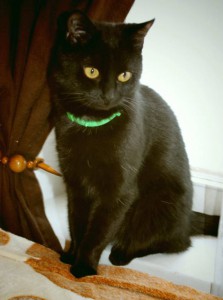 Москва и МО Миниатюрная кошечка - подросток Пантера отдается в добрые руки  - 2.jpg